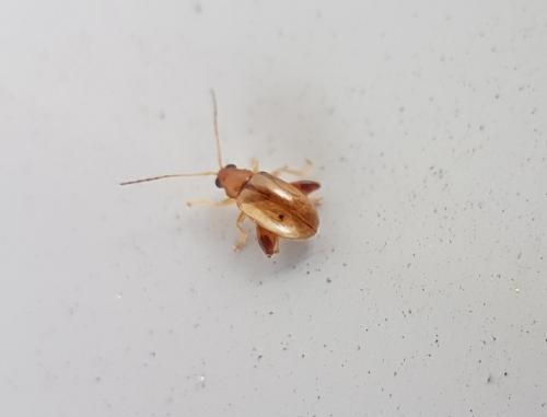 Réf. 218 239 : Longitarsus sp.